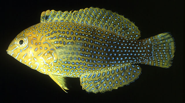 Macropharyngodon geoffroy (Quoy & Gaimard, 1824)